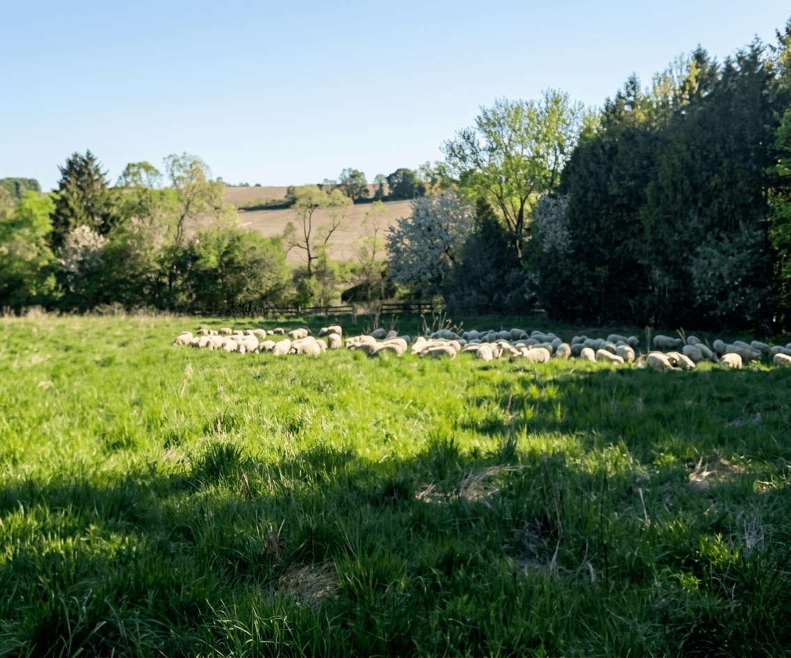 Sahand Farm flock grazing in Bradford, Ontario
